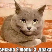 Кот в прайме и тд