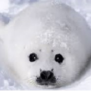 NEETYPE