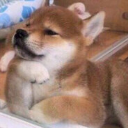 Shibe