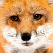 FeralARK