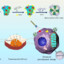 sonodynamic therapy