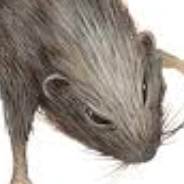 Rachoreon