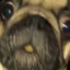 dogi