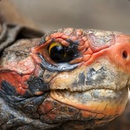 JustAnOrdinaryTurtle's Avatar