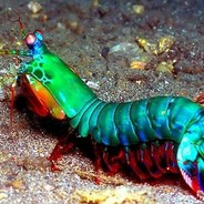Big_Pimpy_Shrimpy