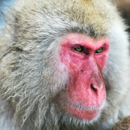 O macaco