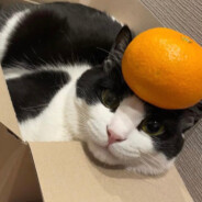 gilbert