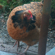 Chiken