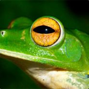 Perereca voadora