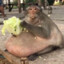 fat ass monkey