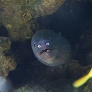 gunnar