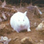 The Rabbit of Caerbannog