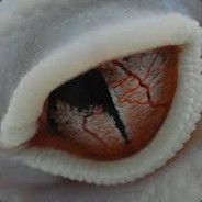 [KOK]-Mr.Kip
