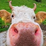 Oh   la   vache