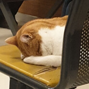 Meowlana