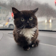кот конём