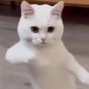 CatTime