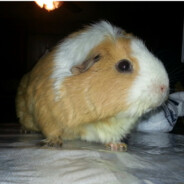 Sammy