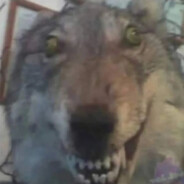 MENTALMENTE DESTRUID