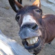 donkeycart