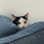 Sir Wellington's Avatar