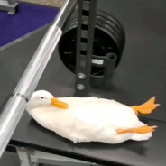 lightweight