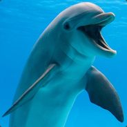 Dolphin