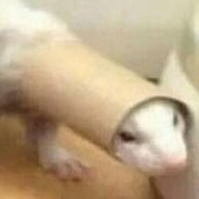 Teeth are in the third row