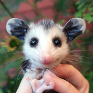 Gnarsupial