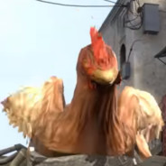 CHICKEN