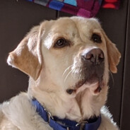 hdog