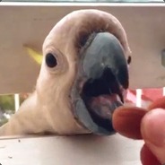$upnakki - steam id 76561197964422610