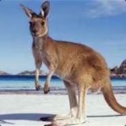 Kangroo Jack