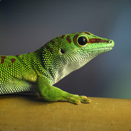 Geckos avatar