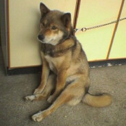 pessimistic's Avatar