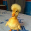 DUCKY