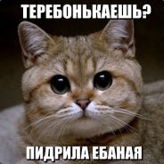 Catsvell