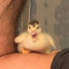 Angry duck