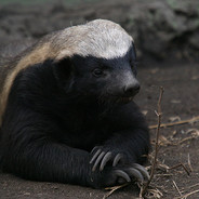 Honey Badger