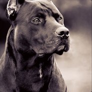 ao PitBull.