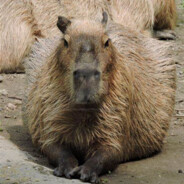 Steam Community :: capybara very very criminal