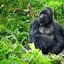 GORILLA FROM UGANDA