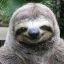 TheSexualSloth