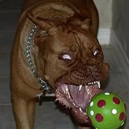 [cofr]pitbul - steam id 76561197960445204
