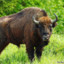 European Bison