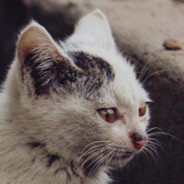 nyaMiao