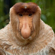Jelle avatar
