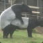 Tapir