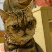 adam.vapenik_ csgocases_com