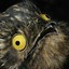 HighBird